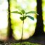 plant-tree-reforestation-1 plant-tree-reforestation-1